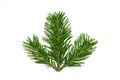 Green fir branch isolated on white background. Evergreen pine tree close up. Winter spruce holiday season essence