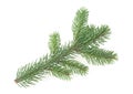 Green fir branch isolated on white background. Pine tree branch. Christmas Tree Royalty Free Stock Photo