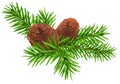 Green fir branch and two cone Royalty Free Stock Photo