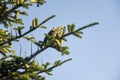 Green fir branches with cones against the background of a cloudless blue sky. Spruce, fir tree branch. Copy space. Royalty Free Stock Photo