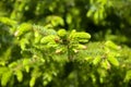 Green fir branches with cones. Spruce, fir tree branch background. Close-up. Royalty Free Stock Photo