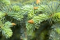 Green fir branches with cones. Spruce, fir tree branch background. Close-up. Royalty Free Stock Photo