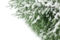Green fir branches covered by snow white background isolated close up, winter pine tree branch corner border, snowy spruce frame Royalty Free Stock Photo