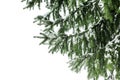 Green fir branches covered by snow white background isolated close up, winter pine tree branch corner border, snowy spruce frame Royalty Free Stock Photo