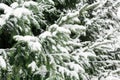 Green fir branches covered by white snow background closeup, pine tree branch backdrop, snowy spruce frame, winter season forest Royalty Free Stock Photo