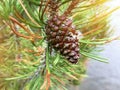 Green fir cone