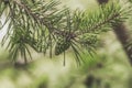 Green fir cone on tree Royalty Free Stock Photo