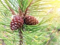 Green fir cones