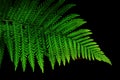 Green fern leaf isolated on black background Royalty Free Stock Photo