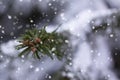 Green fir pine branch with small cones covered frost in snowy weather. Snow weather or Christmas background Royalty Free Stock Photo