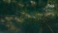 Green fir pine neeples with cobweb on closeup forest tree branch on calm nature. Royalty Free Stock Photo