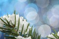 Green fir in snow Royalty Free Stock Photo