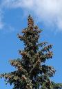 Green fir tree on blue sky Royalty Free Stock Photo