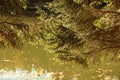 Green fir tree boughs and blurred pond Royalty Free Stock Photo