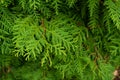 green fir-tree branches, the background image