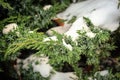 Green fir tree branches covered with thick snow layer after a storm in winter Royalty Free Stock Photo