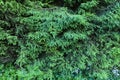 Green fir tree branches in summer. Natural coniferous tree texture background.