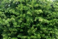 green fir tree branches texture