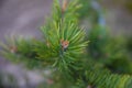 Branch fir-tree green or pine