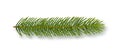 Green fir tree, spruce branch