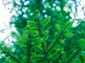 Green fir tree winter christmas background Royalty Free Stock Photo