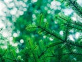 Green fir tree winter christmas background Royalty Free Stock Photo