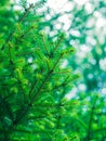 Green fir tree winter christmas background Royalty Free Stock Photo