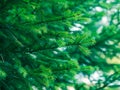 Green fir tree winter christmas background Royalty Free Stock Photo