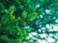 Green fir tree winter christmas background Royalty Free Stock Photo