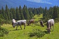 Green fir trees and herd of cows against the background of the Carpathian mountains Royalty Free Stock Photo