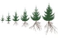 Green fir trees with roots. Life process of spruce tree and root system, silhouette. Vector illustration