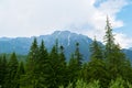 Green fir trees with snow covered mountain peaks in the background Royalty Free Stock Photo