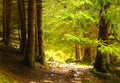 Green fir-trees wood. Stone path in mountain forest.