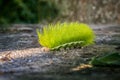 Green fire caterpillar