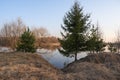 Green firs and bare trees by the river at dawn in the sunlight against the blue sky. Beautiful spring landscape.