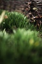 Green first spring grass with dew drops near a wicker wooden fence Royalty Free Stock Photo