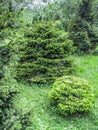 Green firtrees in botanical garden Royalty Free Stock Photo