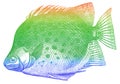 Green fish