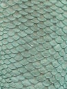 Green fish leather background. Fishskin texture