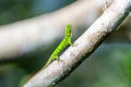 Green Five-banded gliding lizard sitting on the tree branch in the forest in Mulu national park