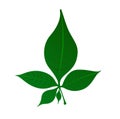 A green five leaf belpatra vector icon. Green left which likes lord Mahadev