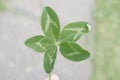 Green five-leaf clover for good luck on a green background close-up Royalty Free Stock Photo