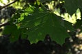 Green five lobed leaf of Norway Maple, latin name Acer Platanoides, in summer afternoon shady garden Royalty Free Stock Photo