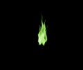 Green flame, heat and light on black background with texture, pattern and burning energy. Fire line, fuel and gas