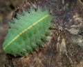 Green flat caterpillar othe wood Royalty Free Stock Photo