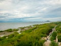 Green weeds on river shore Royalty Free Stock Photo