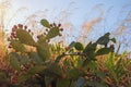 Green flattened leaflike stems and purple fruits of Opuntia  prickly pear  against blue sky.  Sunny autumn day Royalty Free Stock Photo