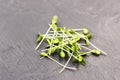 Green flax sprouts on a dark marble background, close-up. Raw microgreen sprouts