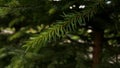 Green flexible slender spruce branch close-up.