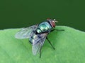 Green flies with brown heads land on leaves Royalty Free Stock Photo